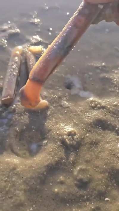 But like genuinely wtf is that I thought only crabs were hiding there