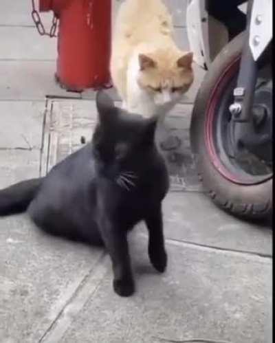 Дорогая, это не то что ты думаешь