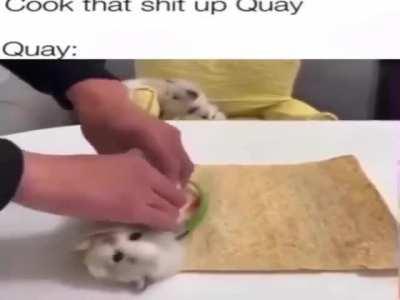 I have I have: damned burrito cat