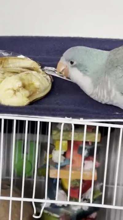 He really loves his bananas