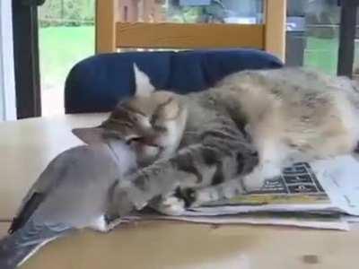 To have a peaceful nap