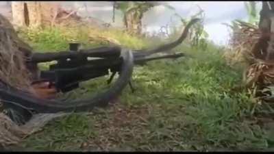 King Cobra chilling with a Sniper.