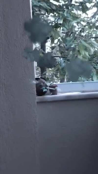 Yemek için hindistan cevizi aldık arkadaş olduk amk