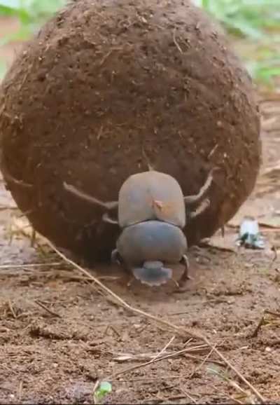 Dung beetle casually running over frogs with its big ball of poo