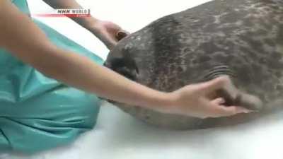 Chonky Sea doggo boop