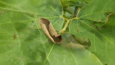 This moth is quite the magician. It can mimic a dead curled up leaf before your very eyes.