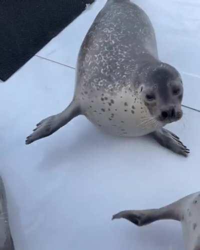 Seal Dance