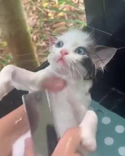 Kitten and bath time