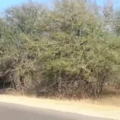 they seem literally flying..