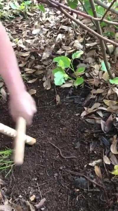 How to catch worms