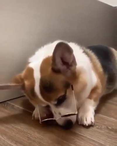 Corgi wears glasses