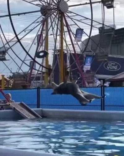 Doggo has its eyes on the prize