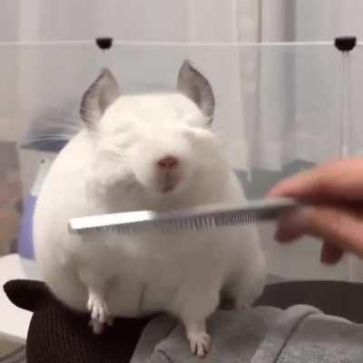 Cubby chinchilla