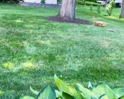 Speedy squirrel tries its best to outmaneuver a hungry fox