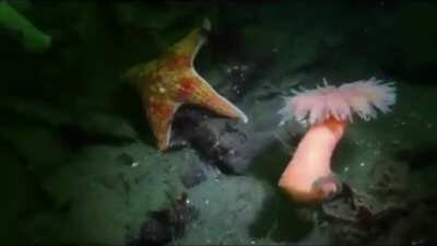 This anemone 'dancing' away from a starfish hunting it