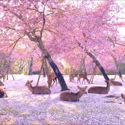 A herd of deer chilling under some cherry blossom trees