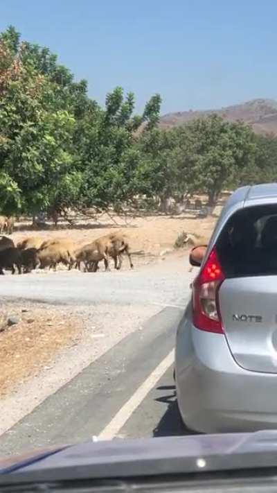 Rural Cyprus traffic jam