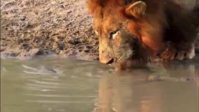 Turtle trying to pick a fight with a lion