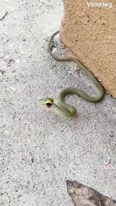 The snek is offended