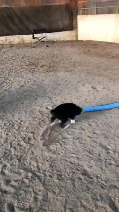 Baby border collie named Birdy