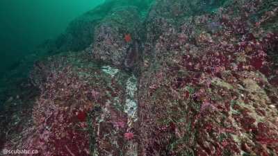 🐙🦀 Here’s the Secret to Finding an Octopus Den [OC]