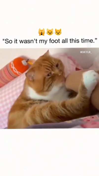 Cat realising that it was licking its owners leg and not its own paw