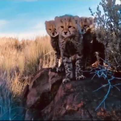 Watch a Mother Cheetah introduce a photographer to her little cubs up close