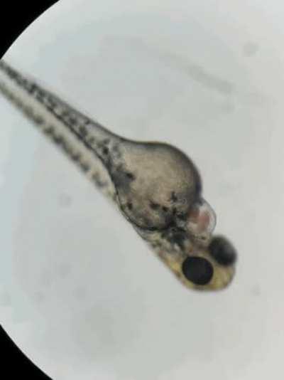 zebrafish embryo with a larger heart than normal! look at it beat 🐠🫀