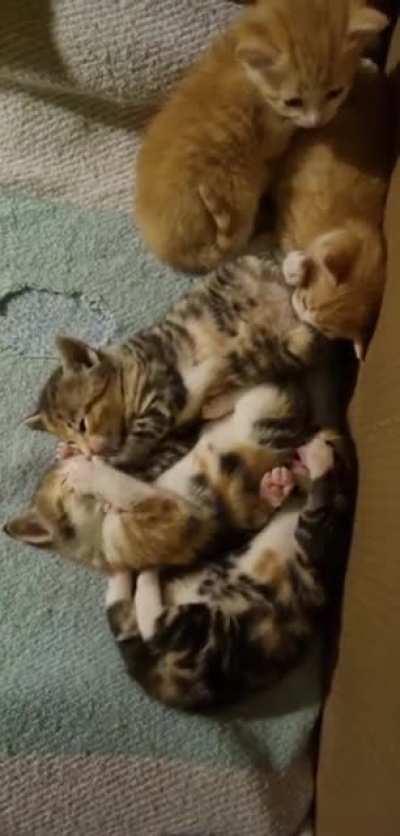 Do cats kissing cats qualify?