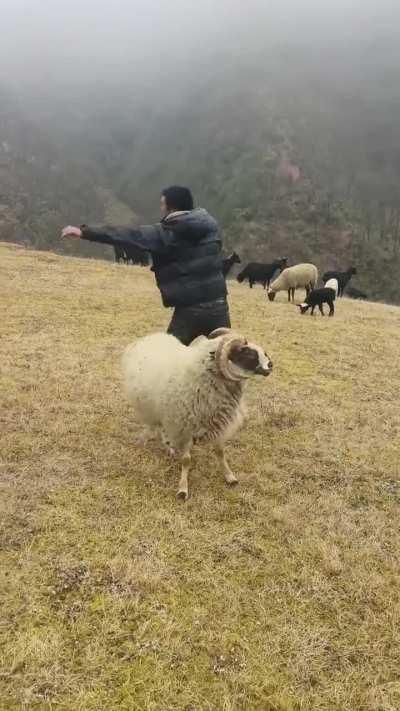 jumping over goat
