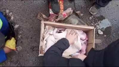 Vecinos de Las Heras rompieron el asfalto y rescataron a varios cachorritos recién nacidos