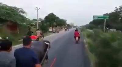 Bull race - The bull wins, idiots loose