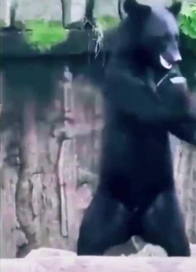 Kung-Fu bear