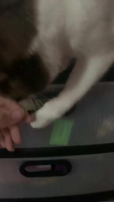 I am but a treat dispenser