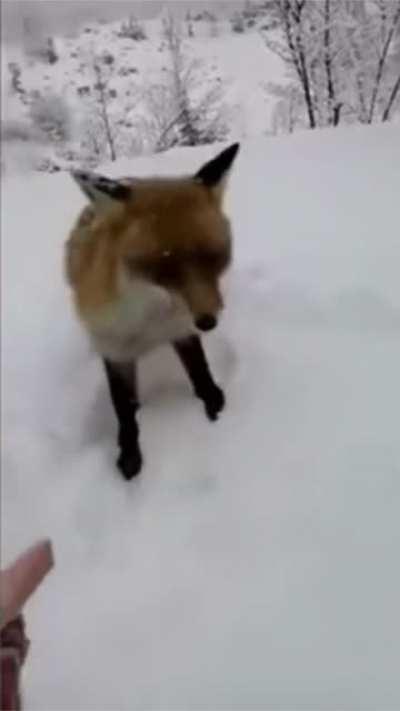 Feeding wildlife, what could go wrong?