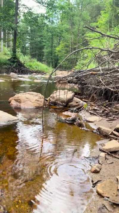 What is this bug… doing? Looks like it is planting eggs, but also looks like it has a system error