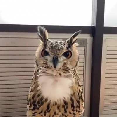Gorgeous Eagle-Owl has something to say