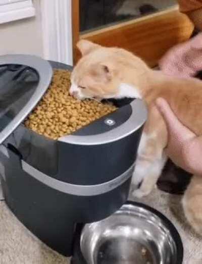 MEOW_IRL