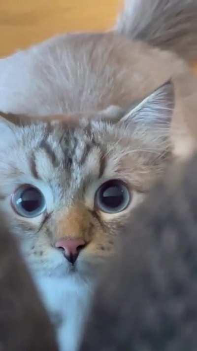 I was told to post my cat here