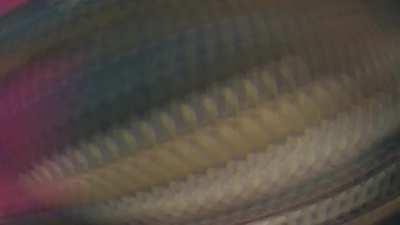 Ned traveling through Teyvat