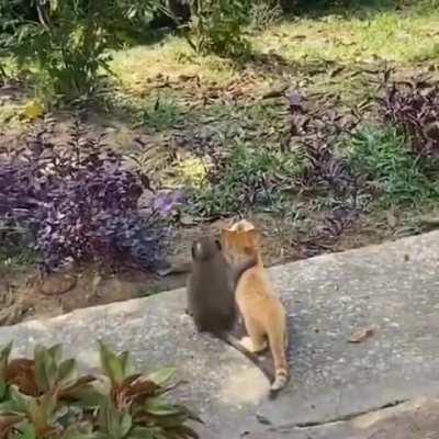 🔥 Monkey hugging a cat