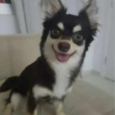 Lobinho tá diferente