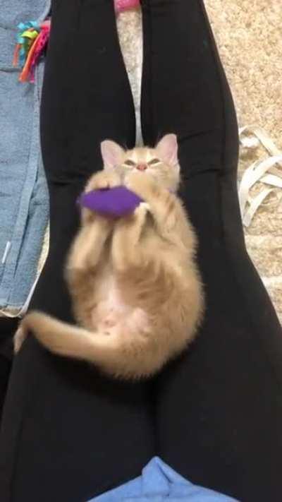 Bb kitten falling asleep while playing before bed.