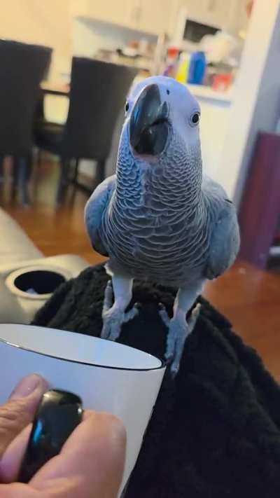 What the hell is wrong with my bird?