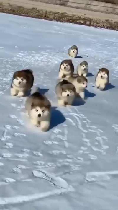 Balls of fluff in the snow