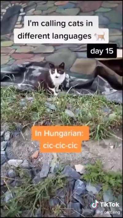 Cats from around the world 🌎