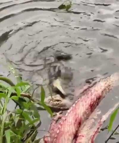 Baby gator practicing a death roll