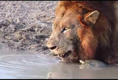 Turtle stops lion from having a drink