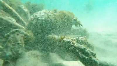 Huge Sheep Crab of La Jolla Shores. Breezin in the sun rays.
