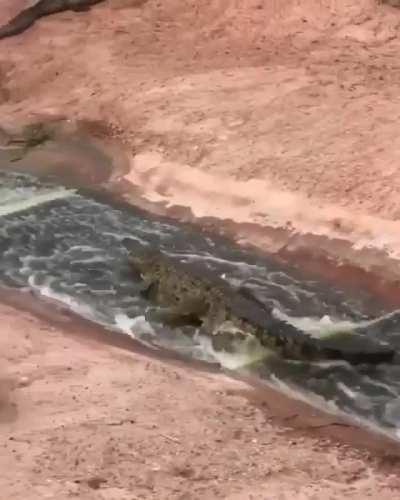 alligator skateboard